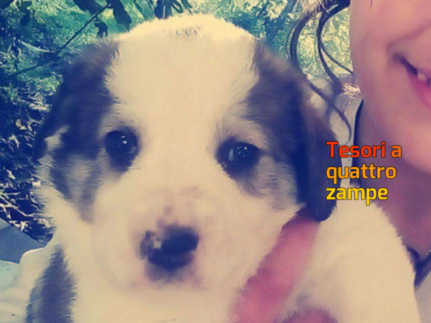 cane_molly_rossella_messina_forano_2