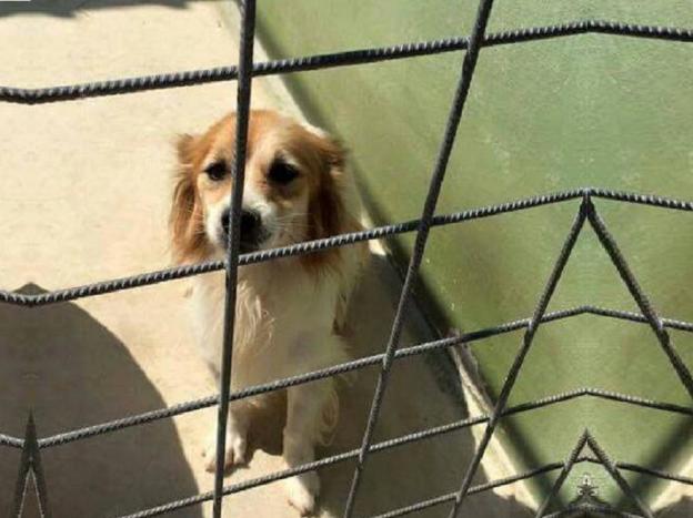 cane_napoli_afragola_gemma_caroni