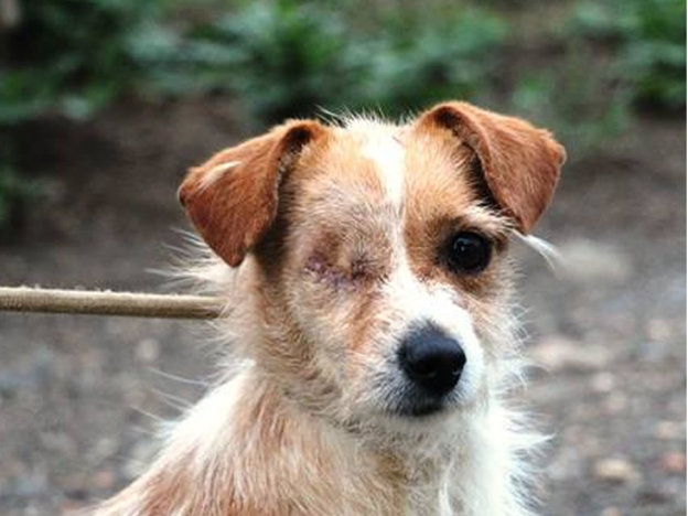 cane_nick_enpa_castelli_romani_gemma_caroni
