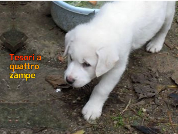 cane_olso_rossella_messina