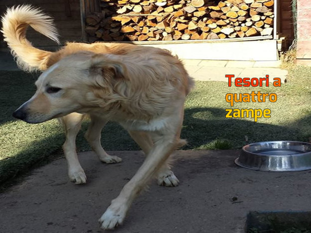 cane_orso_laura_berardi