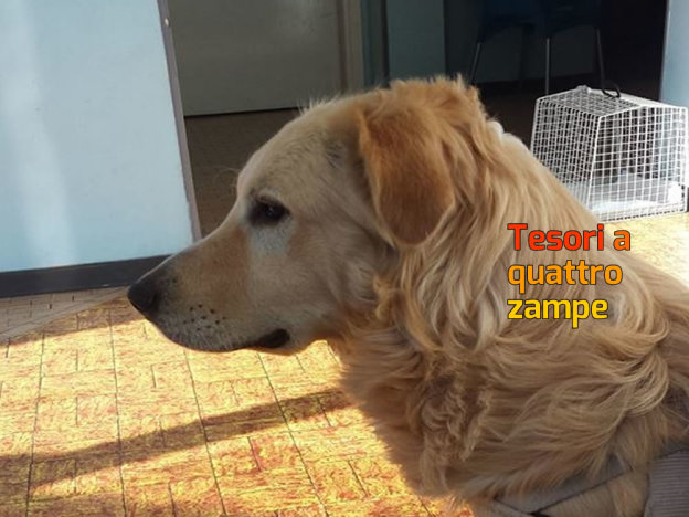 cane_orso_laura_berardi