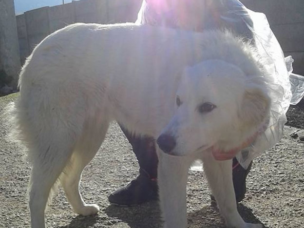 cane_osteria_nuova_pastore_maremmano_adf