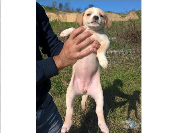 cane_passo_corese_pf