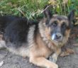 cane_pastore_tedesco_matteo_colasanti_2_