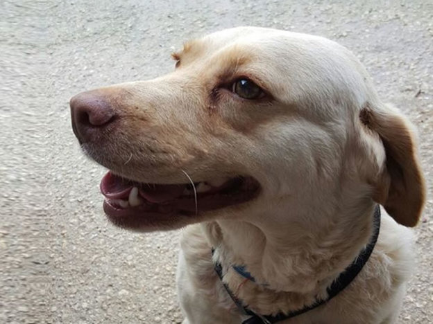 cane_piazza_cavour_sanitario_adf