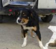 cane_poggio_fidoni_sanitario_adf_