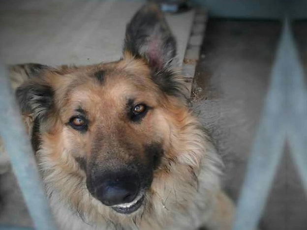 cane_rex_sanitario_marianna_cipitelli