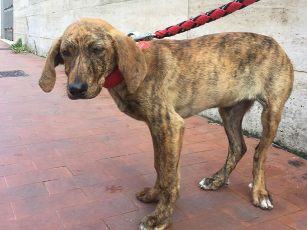 cane_rieti_terni_