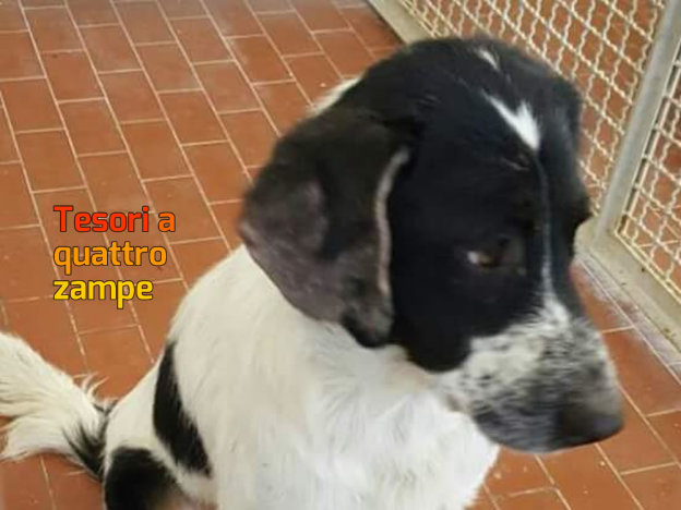 cane_sanitario_adf_maria_spenk