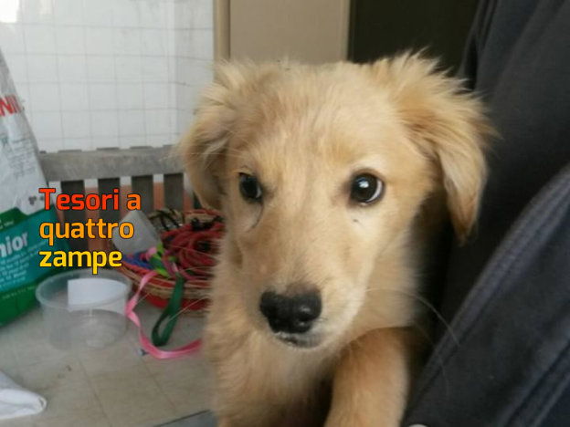 cane_sanitario_adf_robeta_di_carlo