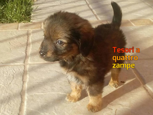 cane_sanitario_adf_robeta_di_carlo_mou