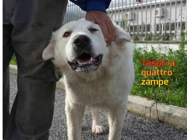 cane_sanitario_adottato_adf