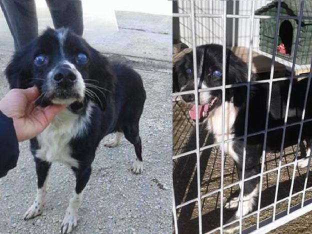 cane_sanitario_di_rieti_cagnolina_17_anni_adf