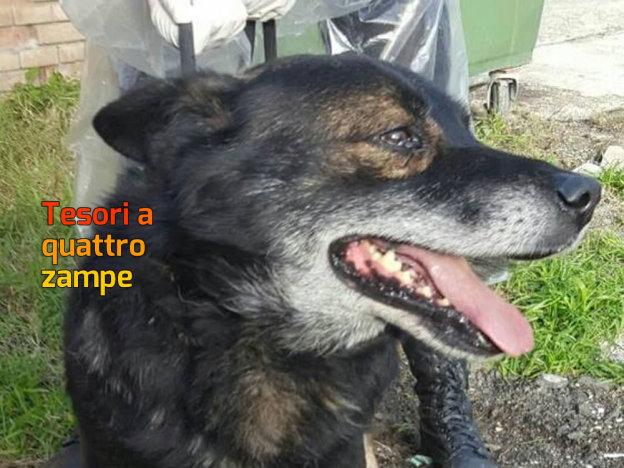 cane_sanitario_multicolor_adf