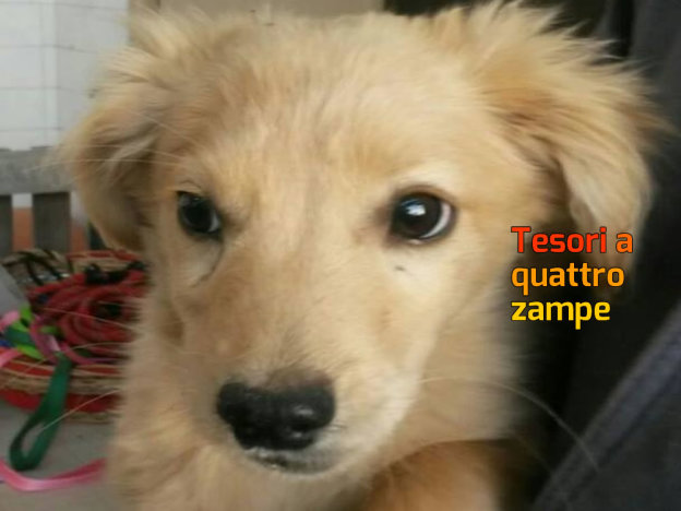 cane_sanitario_roberta_di_carlo_adf