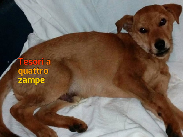 cane_sanitario_roberta_di_carlo_adf1-987×620