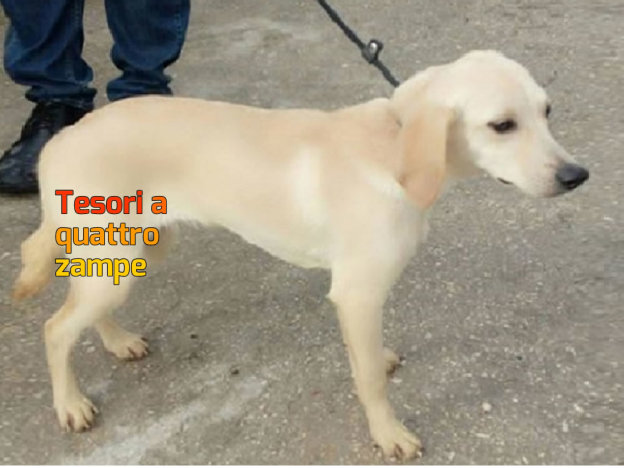 cane_sanitario_roberta_di_carlo_adf_3