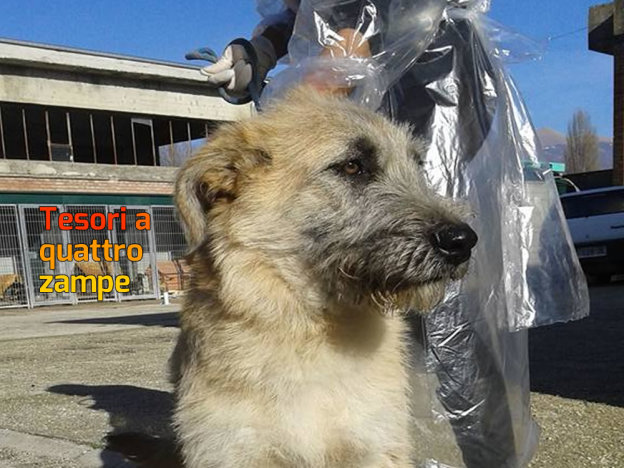 cane_sanitario_spinoncino_roberta_di_carlo_adf