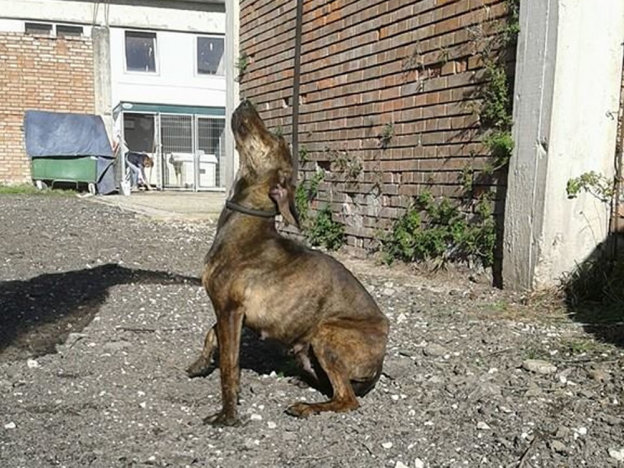 cane_segugia_maremmana_sanitario_adf