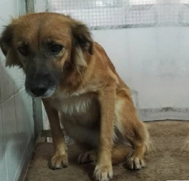 cane_sole_emma_spagnolo_gemma_caroni