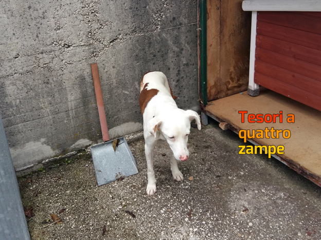cane_stella_2