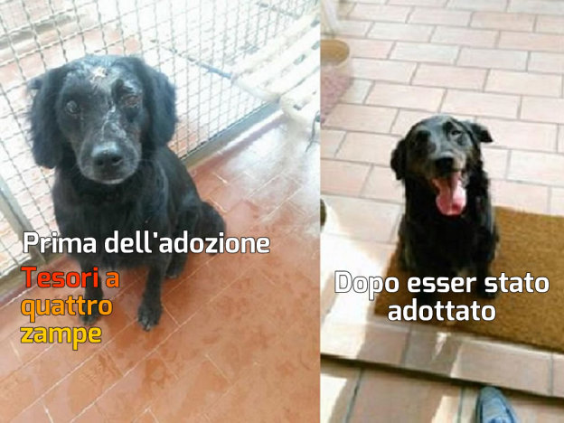 cane_sugar_sanitario_adf_prima