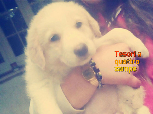cane_tessa_rossella_messina