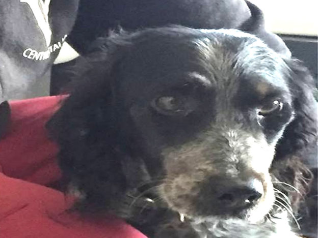 cane_ulisse_enpa_norcia