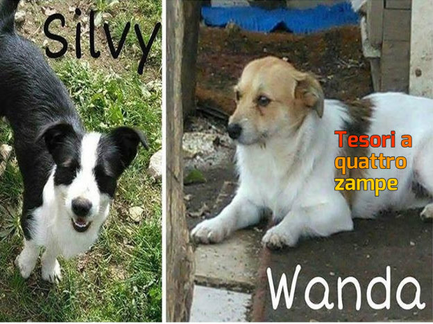 cane_wanda_e_silvy_laura_berardi