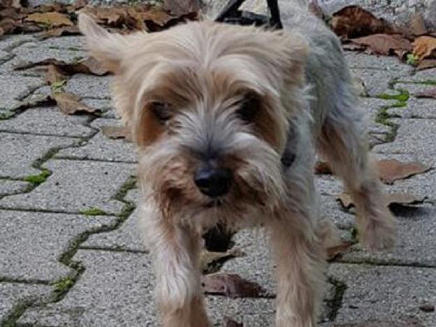 cane_yorkshire_rescue_italia_gemma_caroni
