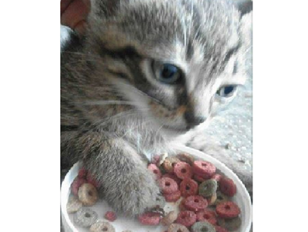 gatto_ana_crid_diniz_rieti_macerata