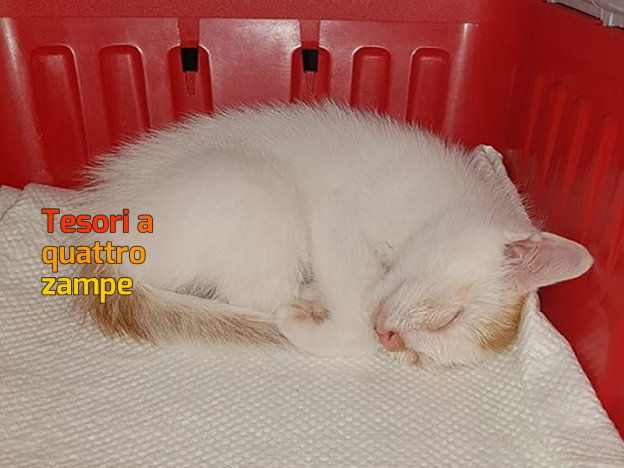 gatto_bianco_patrizia_brandi