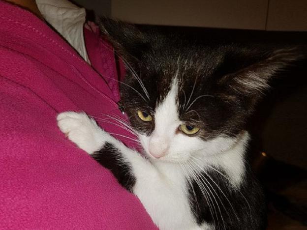 gatto_gatta_patrizia_brandi