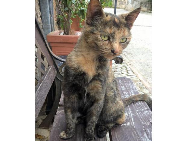 gatto_gatta_pf