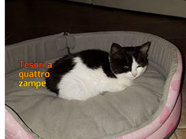 gatto_gatta_sofia_pateizia_brandi_2