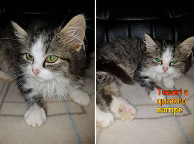 gatto_gattina_occhi_verdi_patrizia_brandi