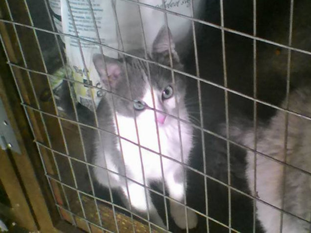 gatto_gattina_principessa_nady_presley_meier