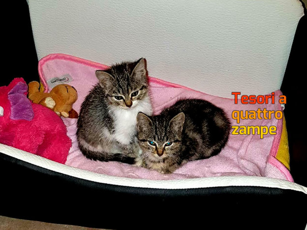 gatto_gattini_rieti_patrizia_brandi