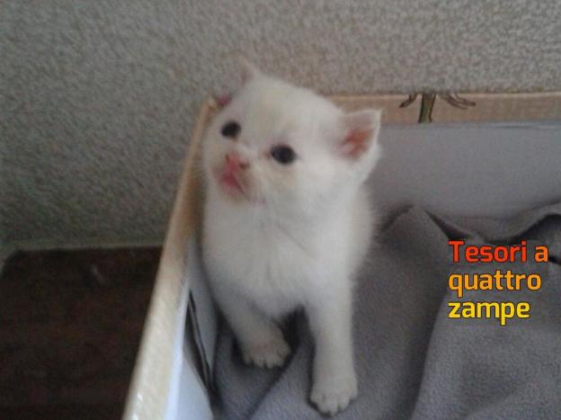 gatto_gattino_rieti_raffy