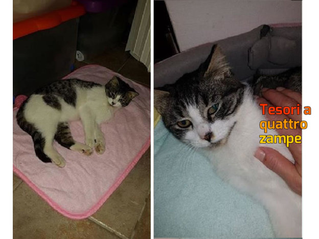 gatto_patrizia_brandi_rieti_tancia
