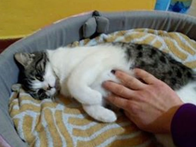 gatto_potty_adottato_patrizia_brandi