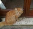 gatto_rosso_poggio_mirteto_p&f