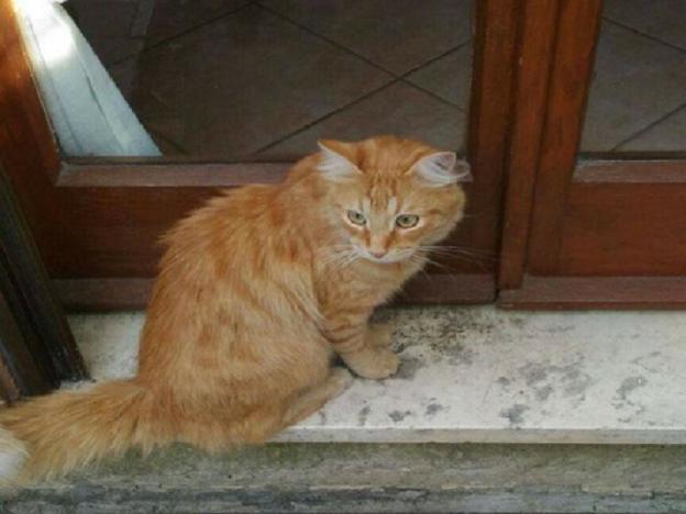 gatto_rosso_poggio_mirteto_pf