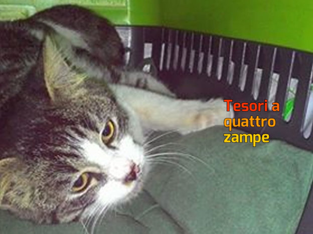 gatto_tancia_adf