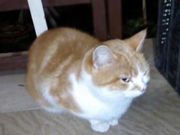 gatto_valle_oracola_adf