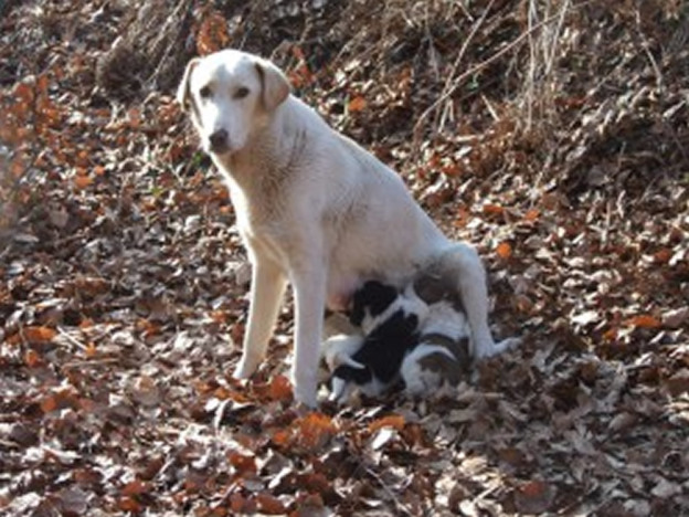 mamma_e_cuccioli_lega_nazionale_difesa_del_cane