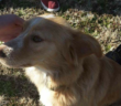 cane