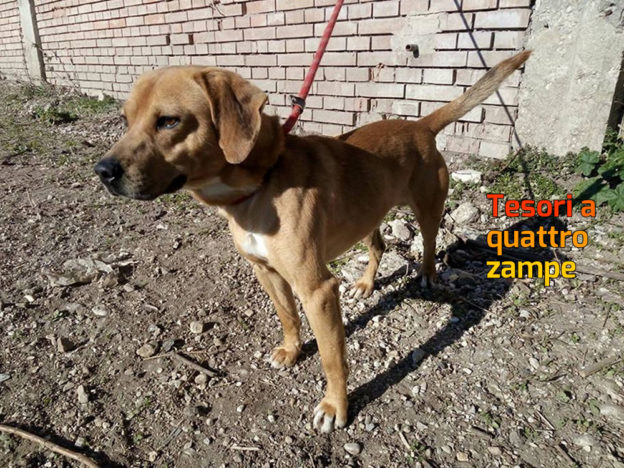 cane_accumoli_sanitario_adf