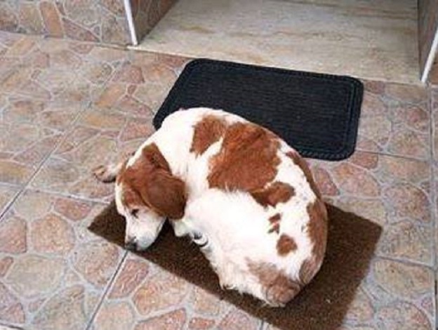 cane_acl_associaizone_canili_lazio_frosinone_gemma_caroni